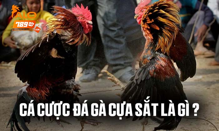 Cá cược đá gà cựa sắt là gì