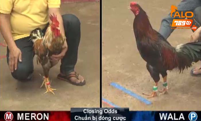 Các bước tham gia cá cược đá gà cựa sắt tại ALO789